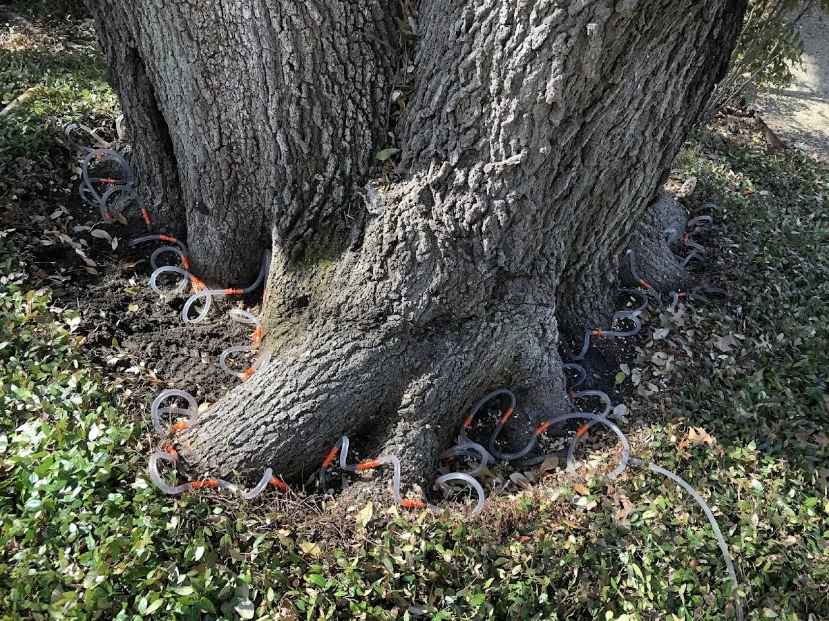 Detailed Tree Cabling and Bracing job site in Gering