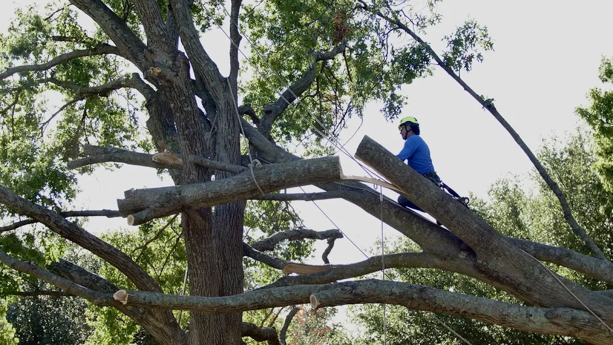 Professional Crown Thinning performed by certified arborists in Gering